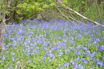 flowers in a field