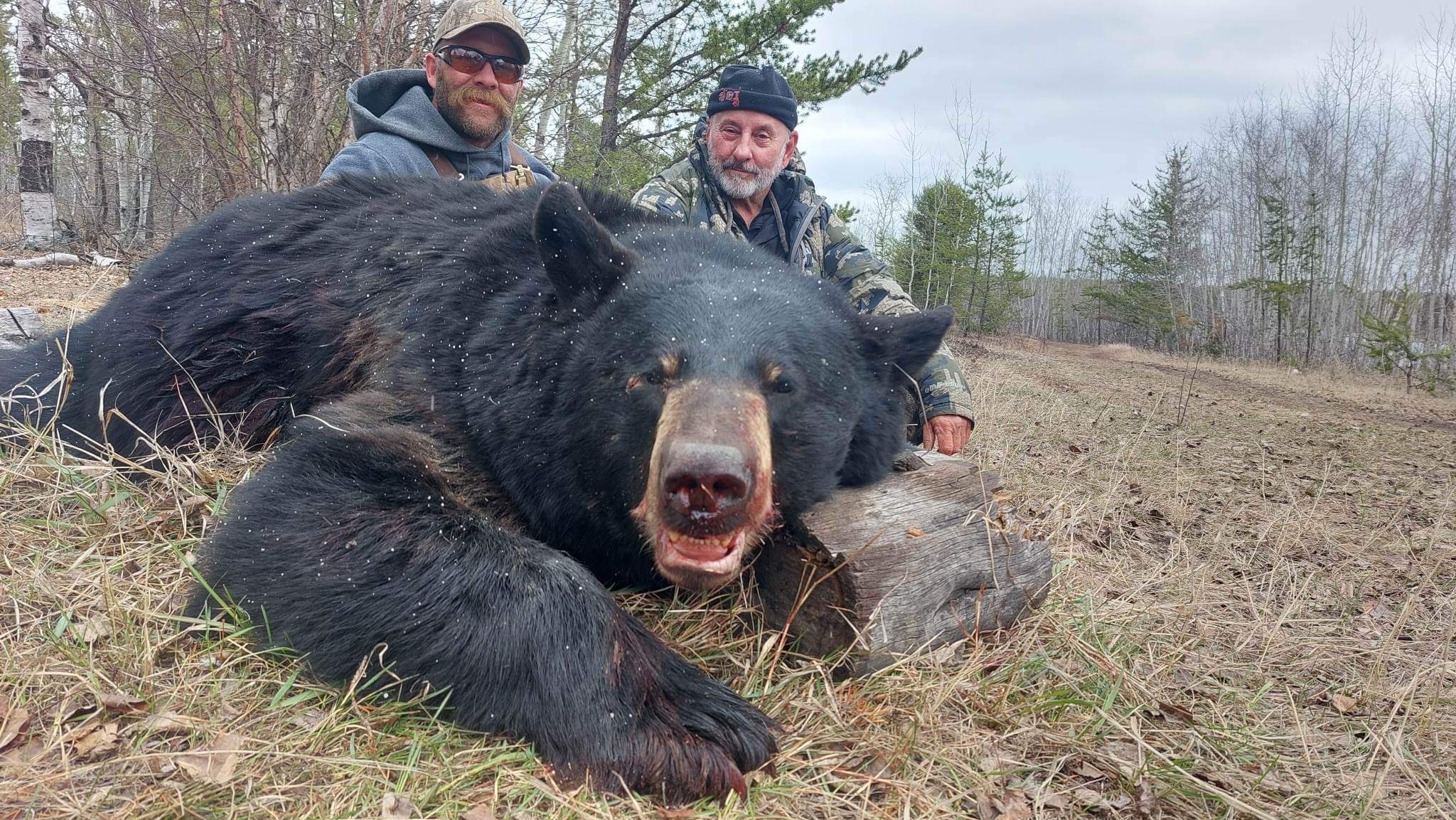 Black bear big game hunting packages — Buffalo Hill Outfitters Inc. – Buffalo Hill Outfitters Inc.