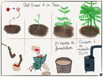 De la graine au café