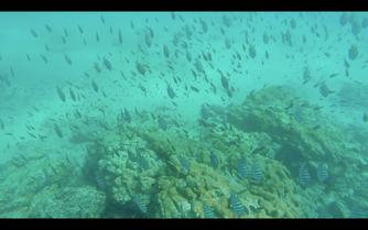 Histoire de poissons