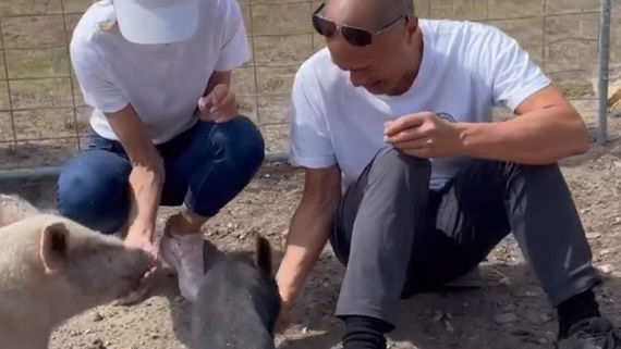 Animal Rescue