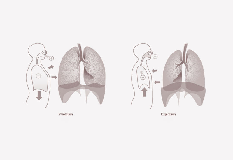 Inspiration: Mechanism of Breathing