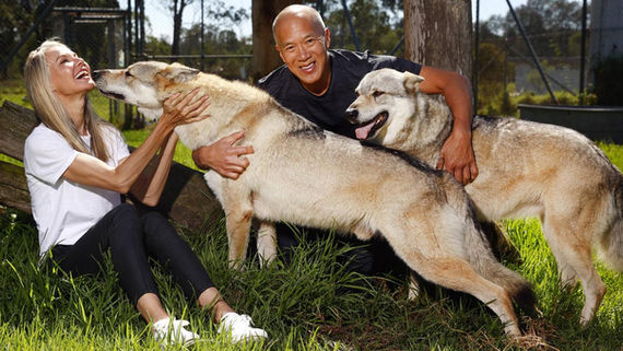 wolf dog