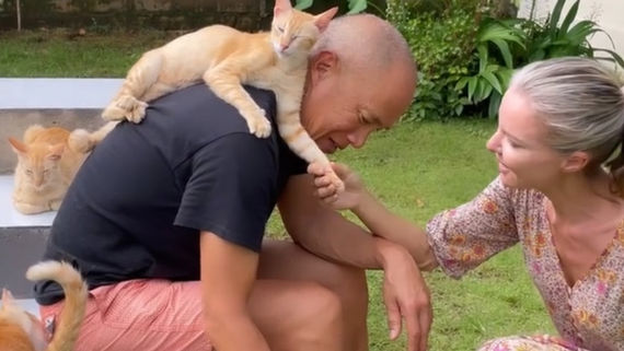 rescue cats