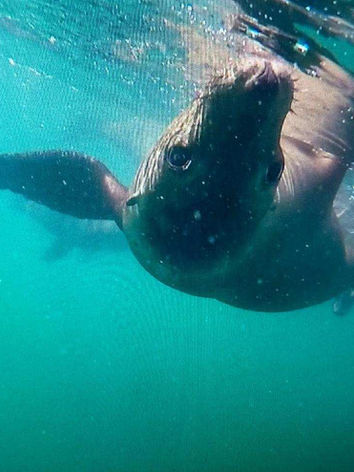 swimming with sea lions