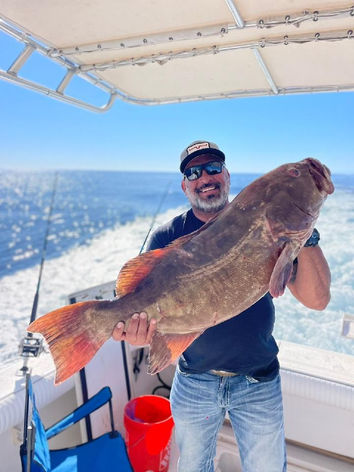 red tail grouper