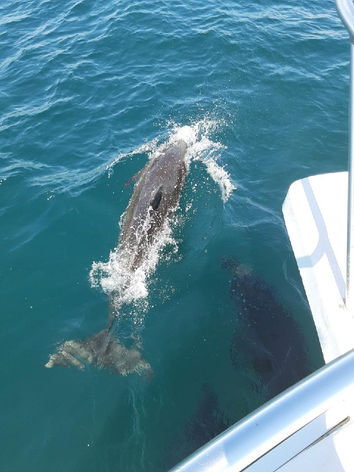 dolphins in Puerto Penasco