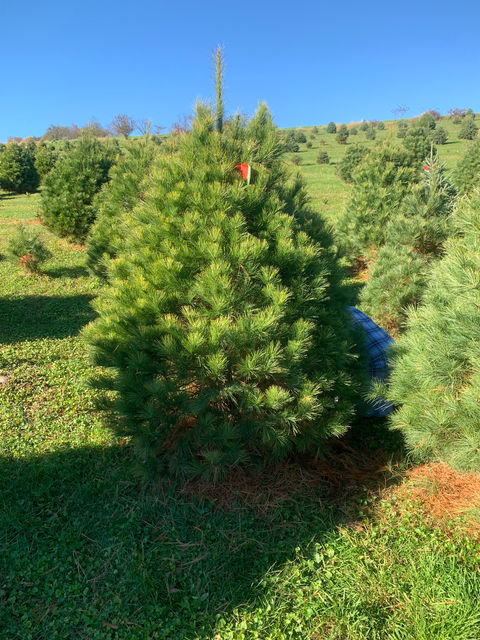 Manorfield farm Christmas tree field