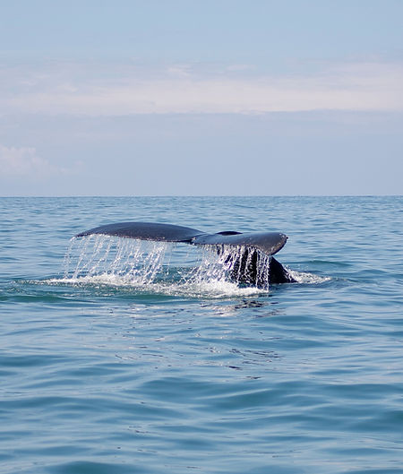 Image of a whale's tail
