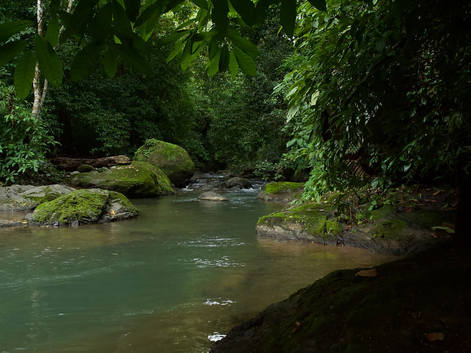 Coming Soon Jungle.jpeg