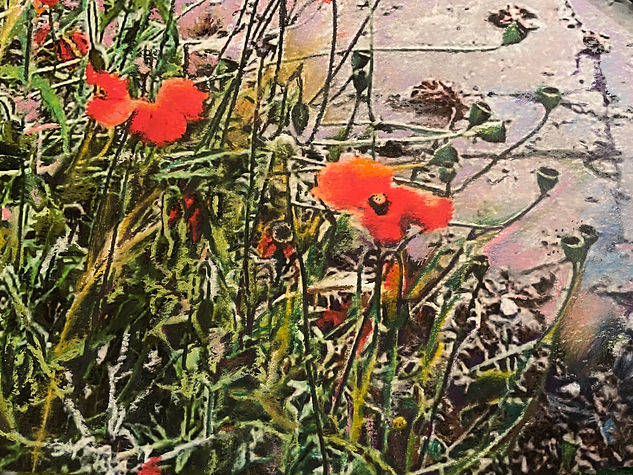Wild Poppies in the Car Park