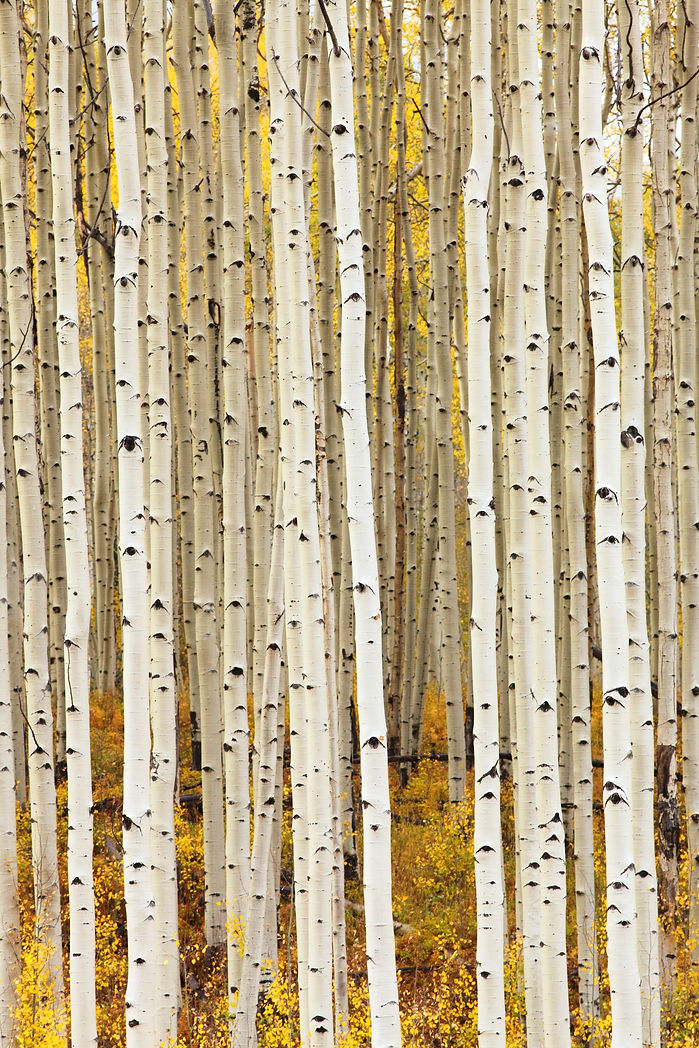 AdobeStock_58702479.jpeg