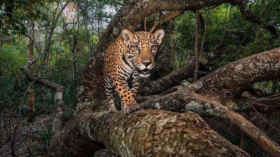 jaguar-trafficking-south-north-america-threats-8.webp