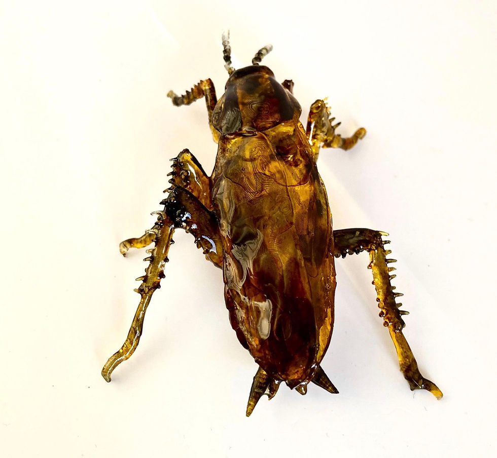 Thumbnail: German Cockroach