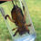 Thumbnail: Mole Cricket