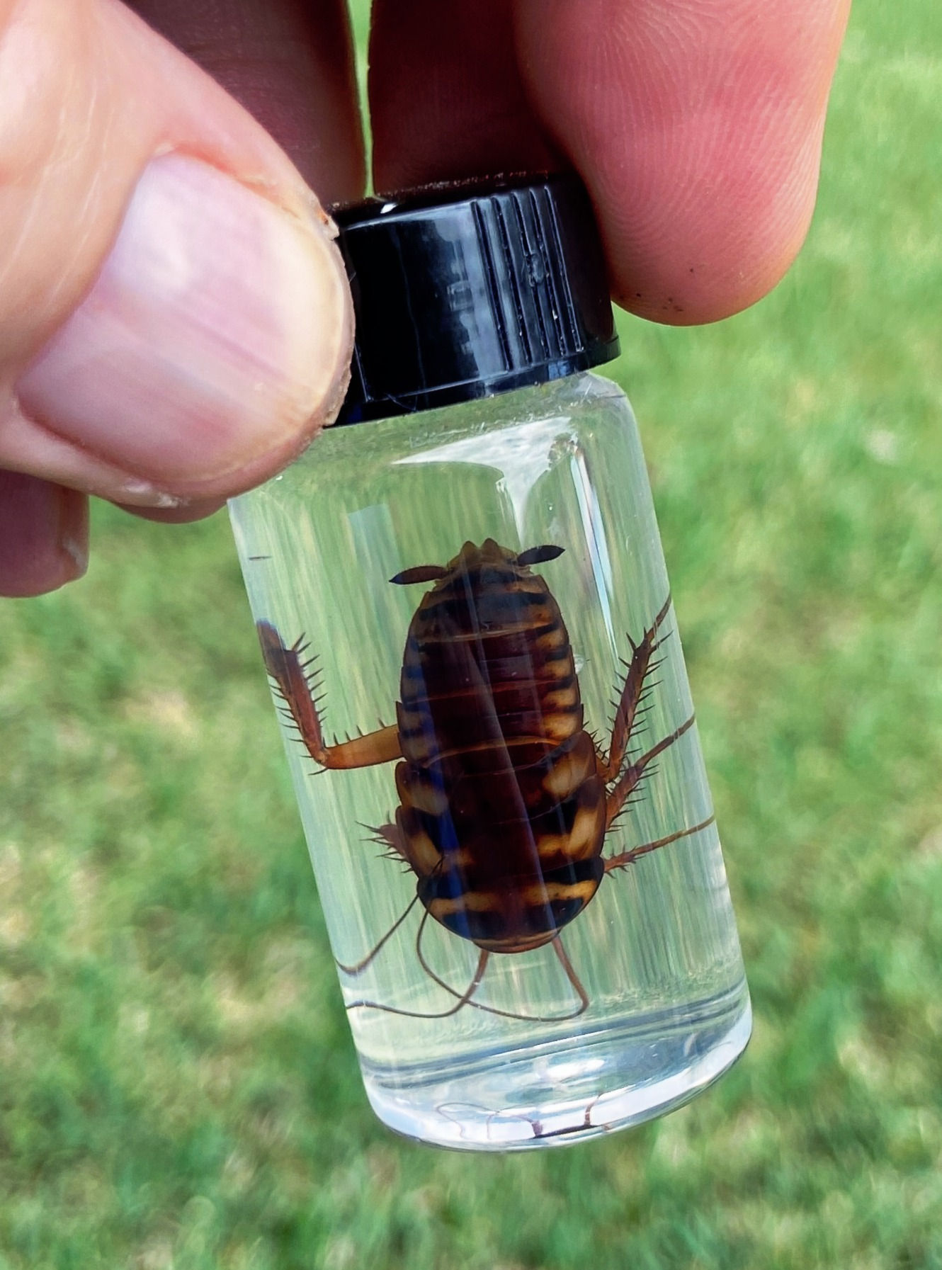 Australian Nymph Cockroach