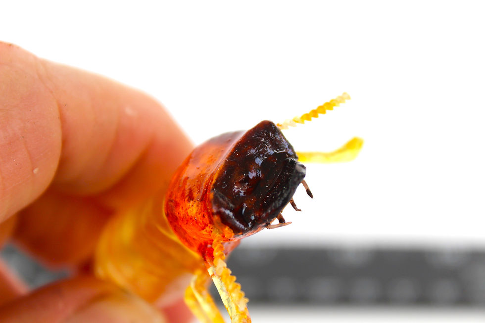 Thumbnail: Powderpost Termite Soldier