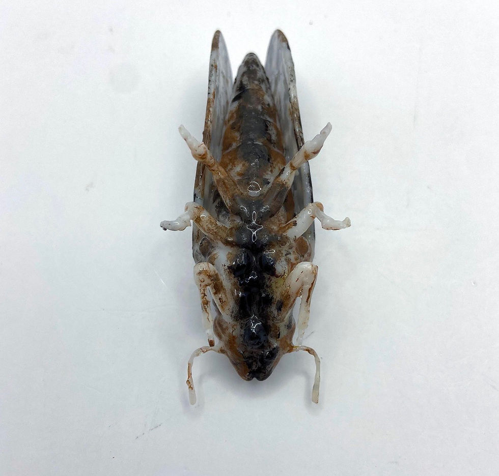 Thumbnail: Asian Citrus Psyllid