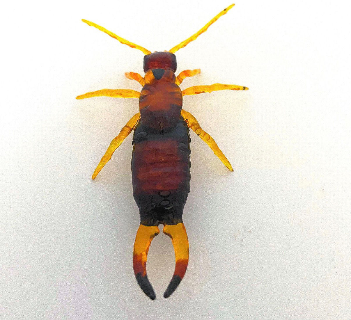 Earwig