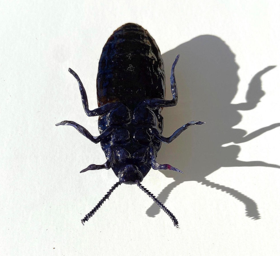 Thumbnail: Madagascar Hissing Roach