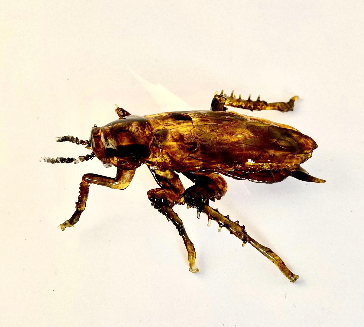 German Cockroach