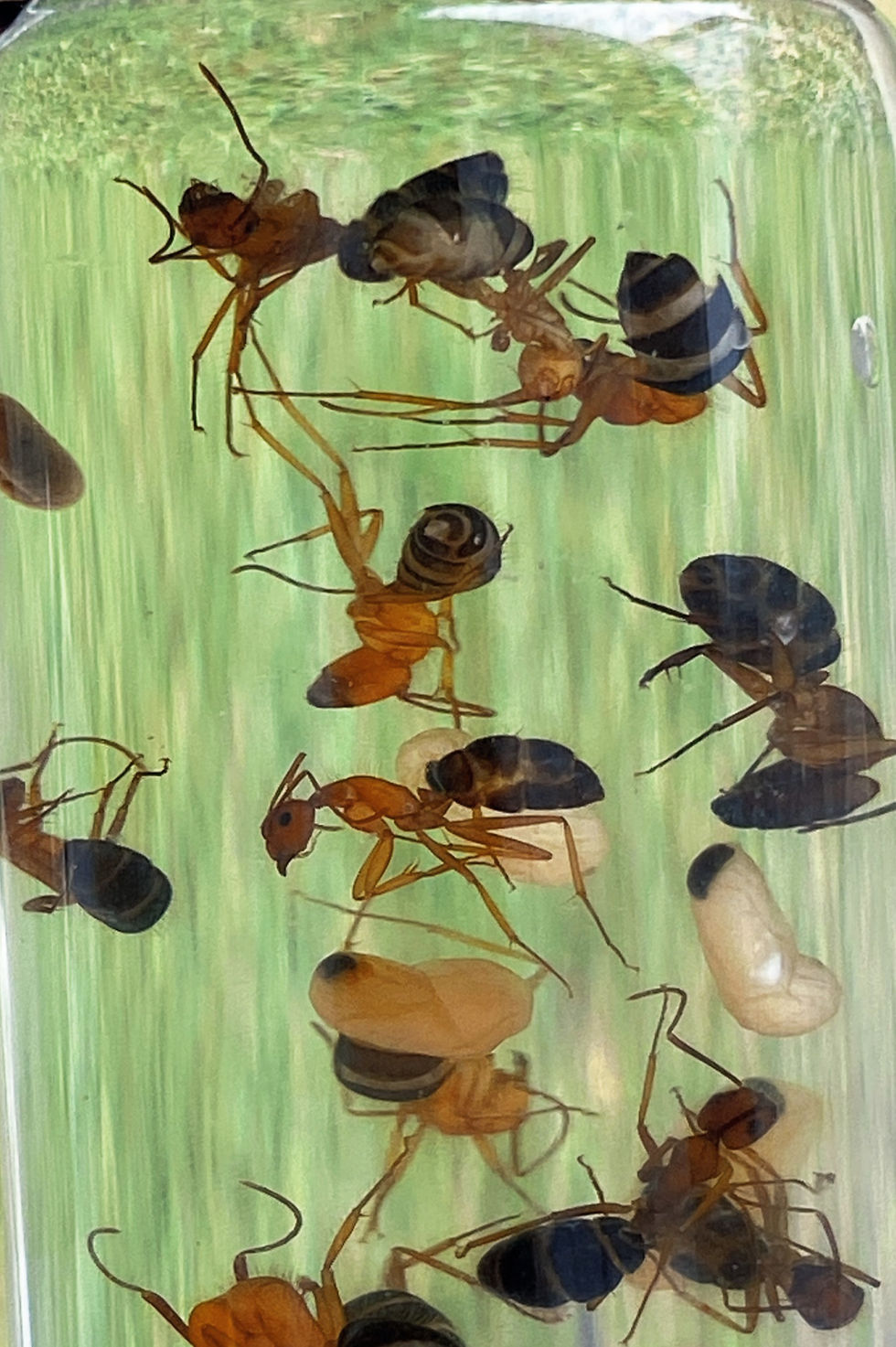 Thumbnail: Carpenter Ants