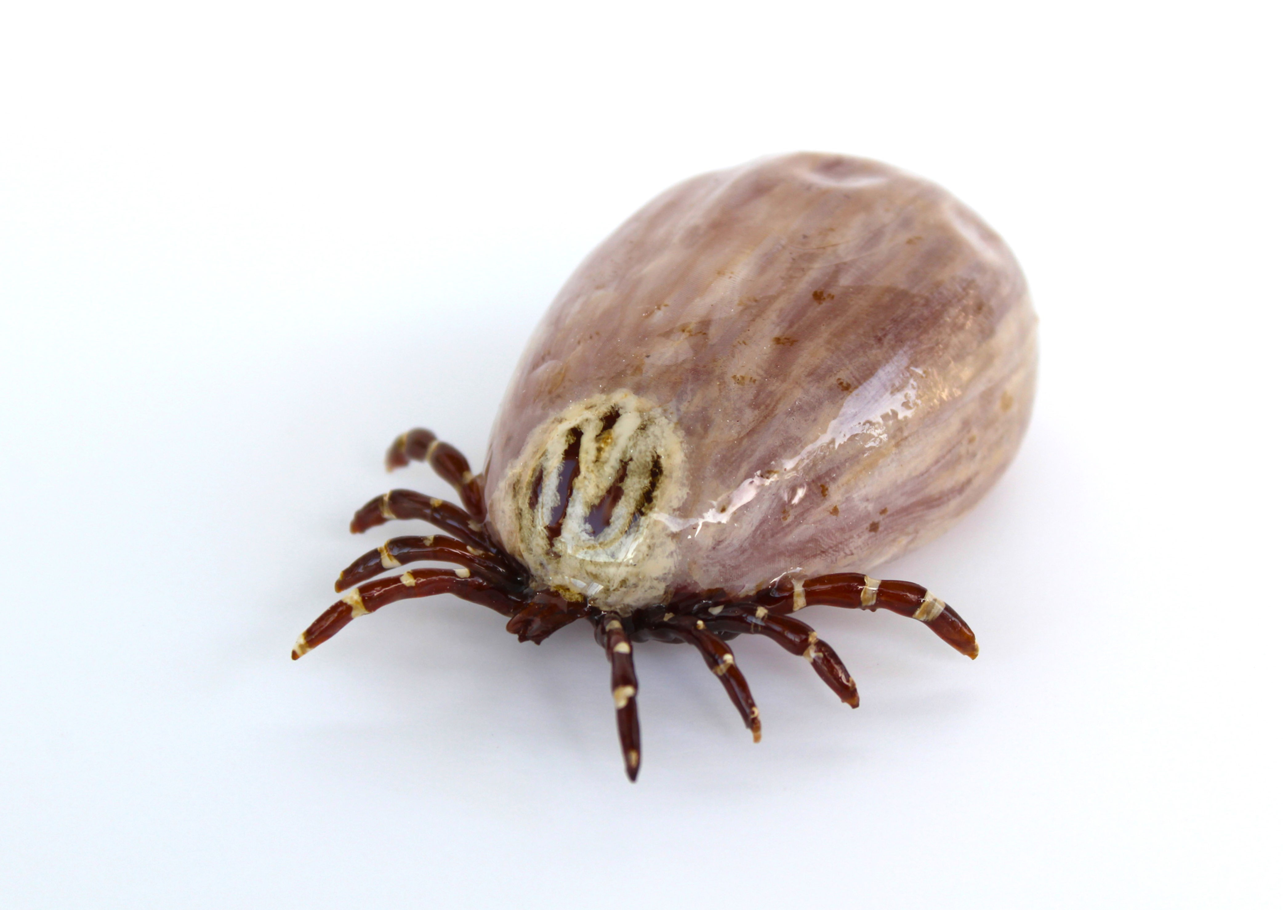 Engorged Dog Tick