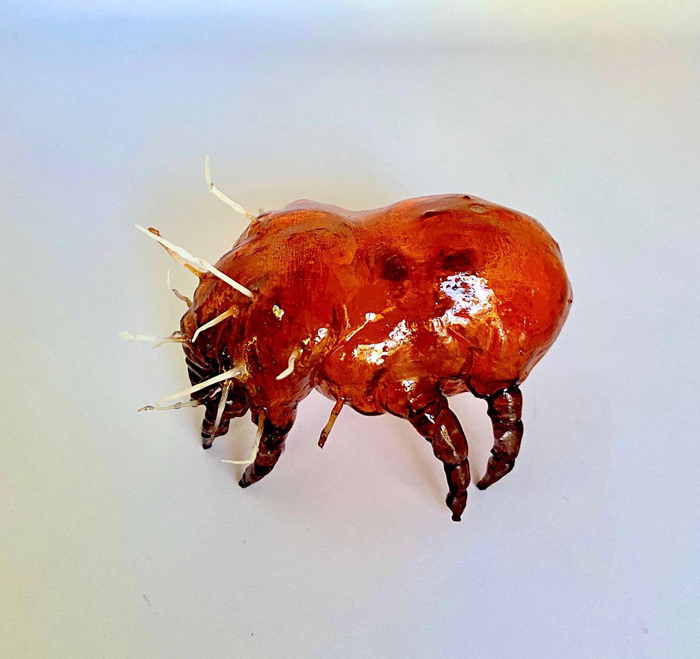 Thumbnail: American House Dust Mite