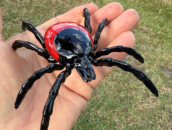 Black Legged Tick.jpeg