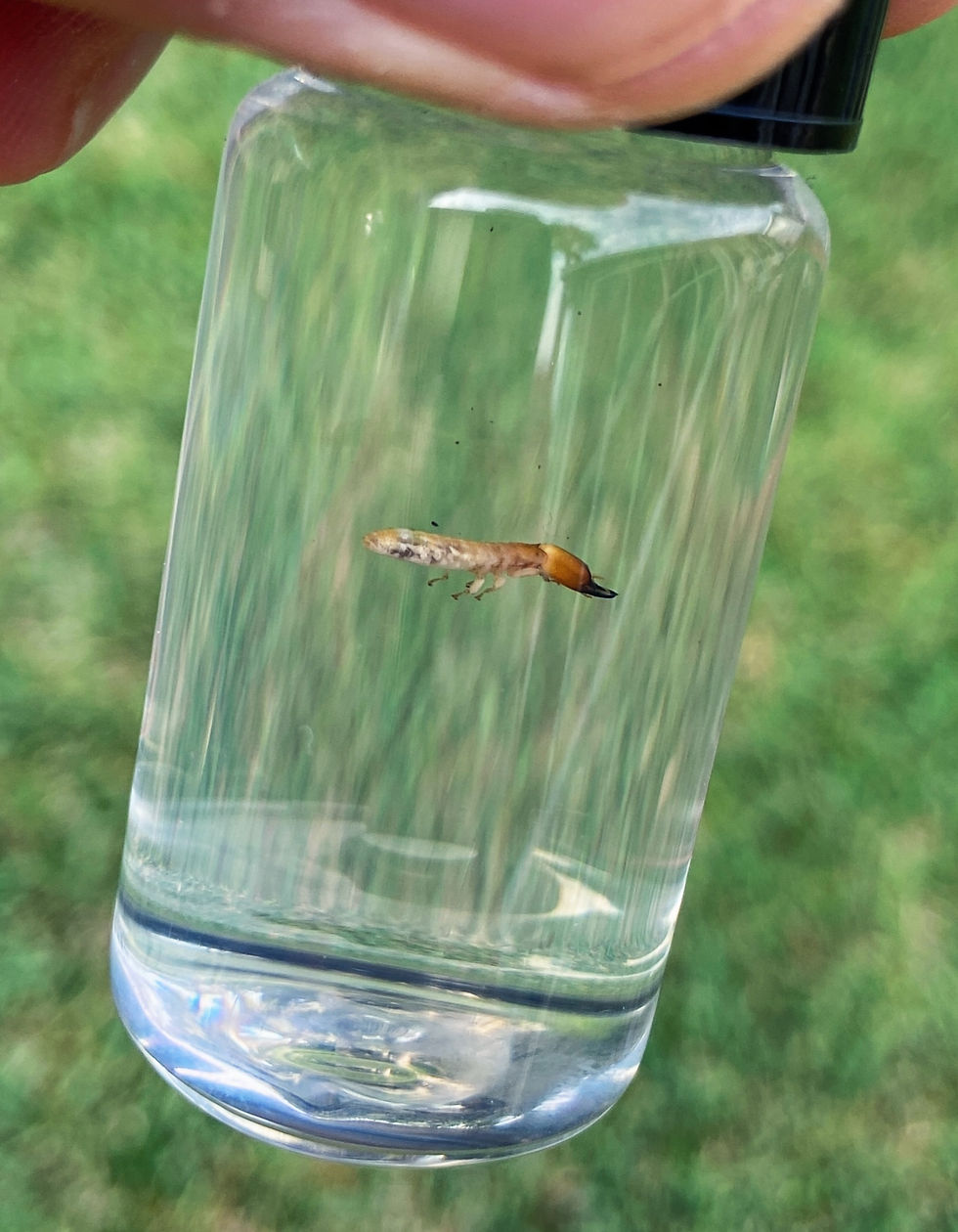 Drywood Soldier Large