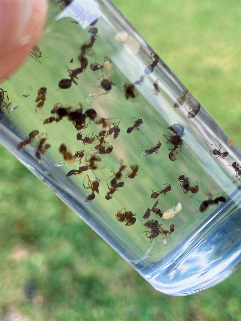 Thumbnail: Fire Ants
