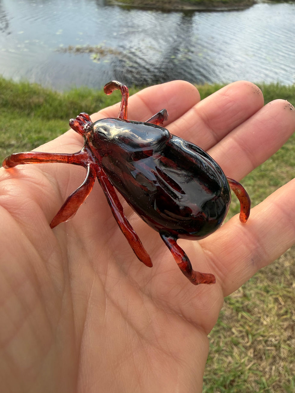 Thumbnail: Male Brown Dog Tick 