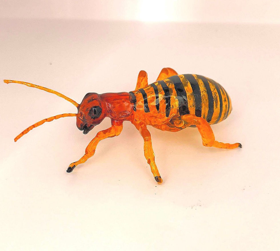 Thumbnail: Jerusalem Cricket 
