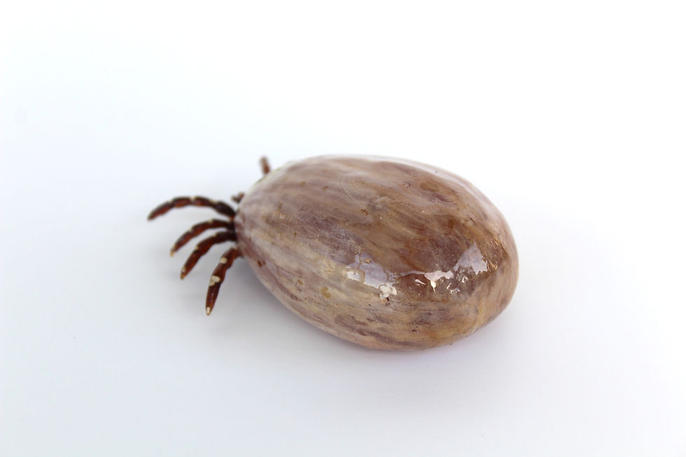 Thumbnail: Engorged Dog Tick