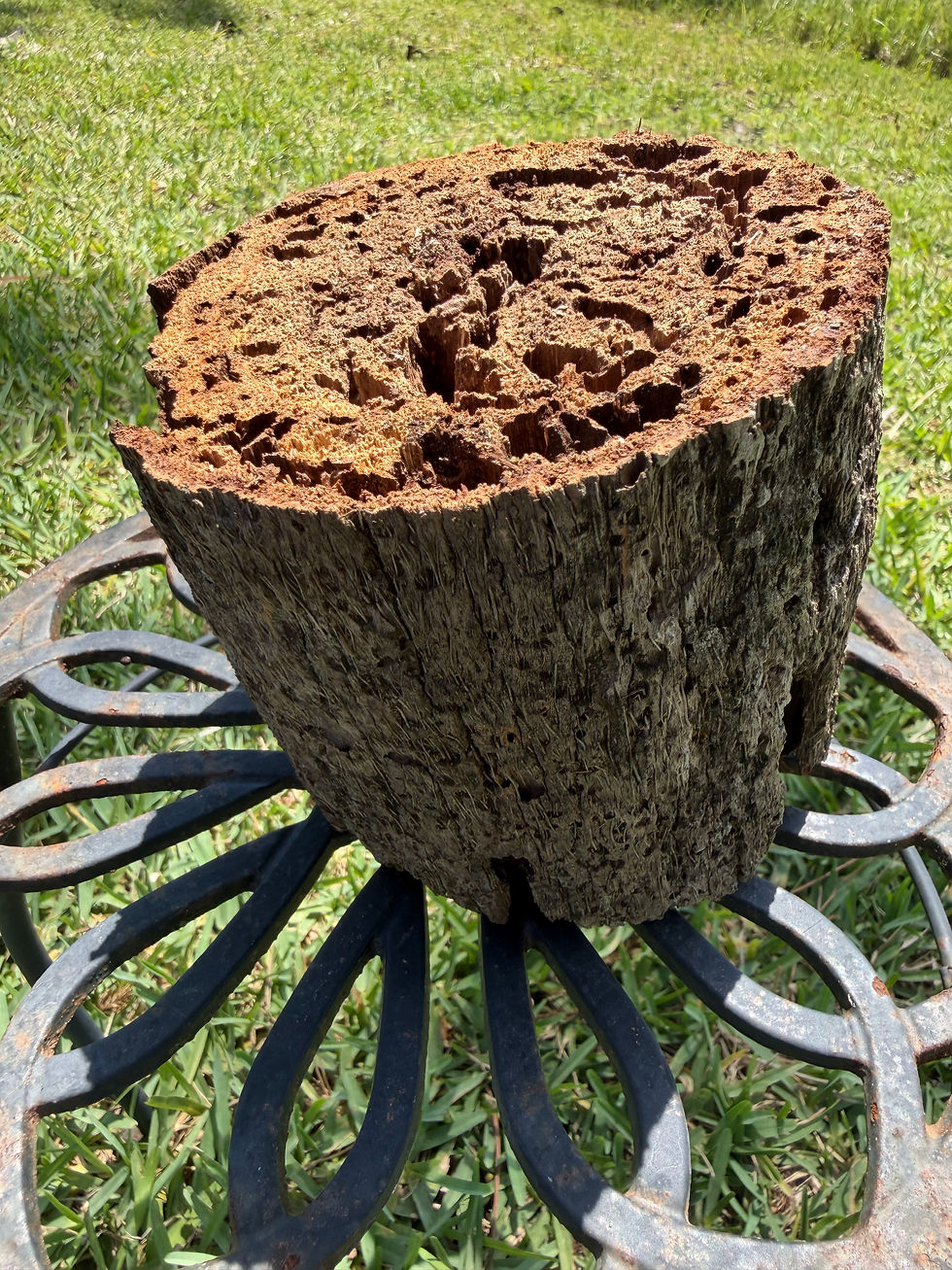Thumbnail: Palm Tree Craft Chunck