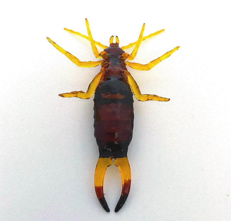 Thumbnail: Earwig