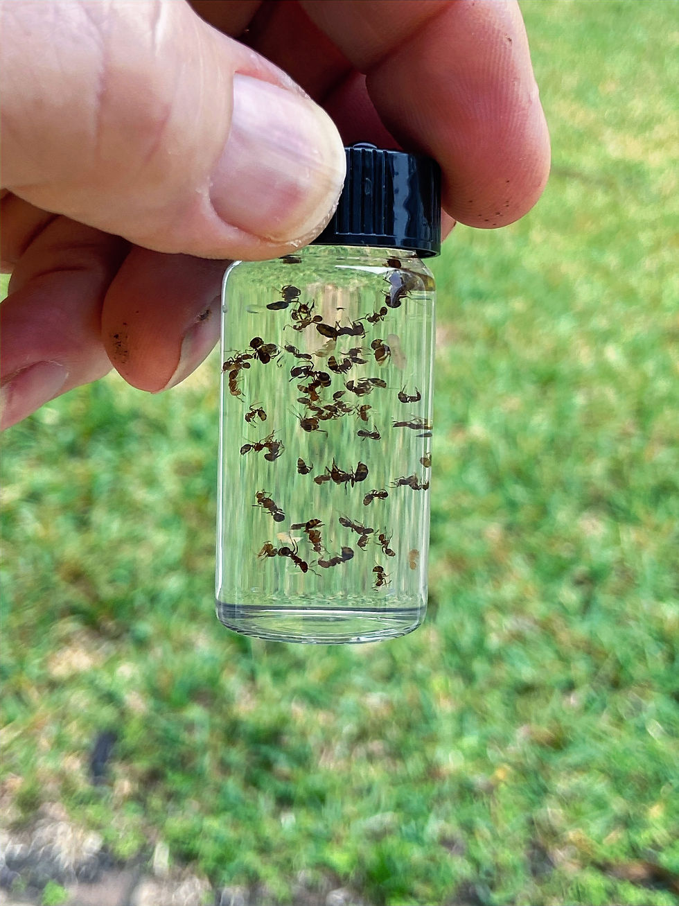 Thumbnail: Fire Ants