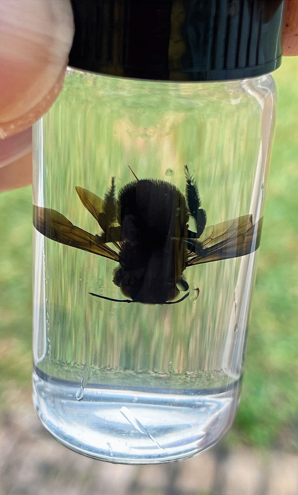 Thumbnail: Carpenter Bee