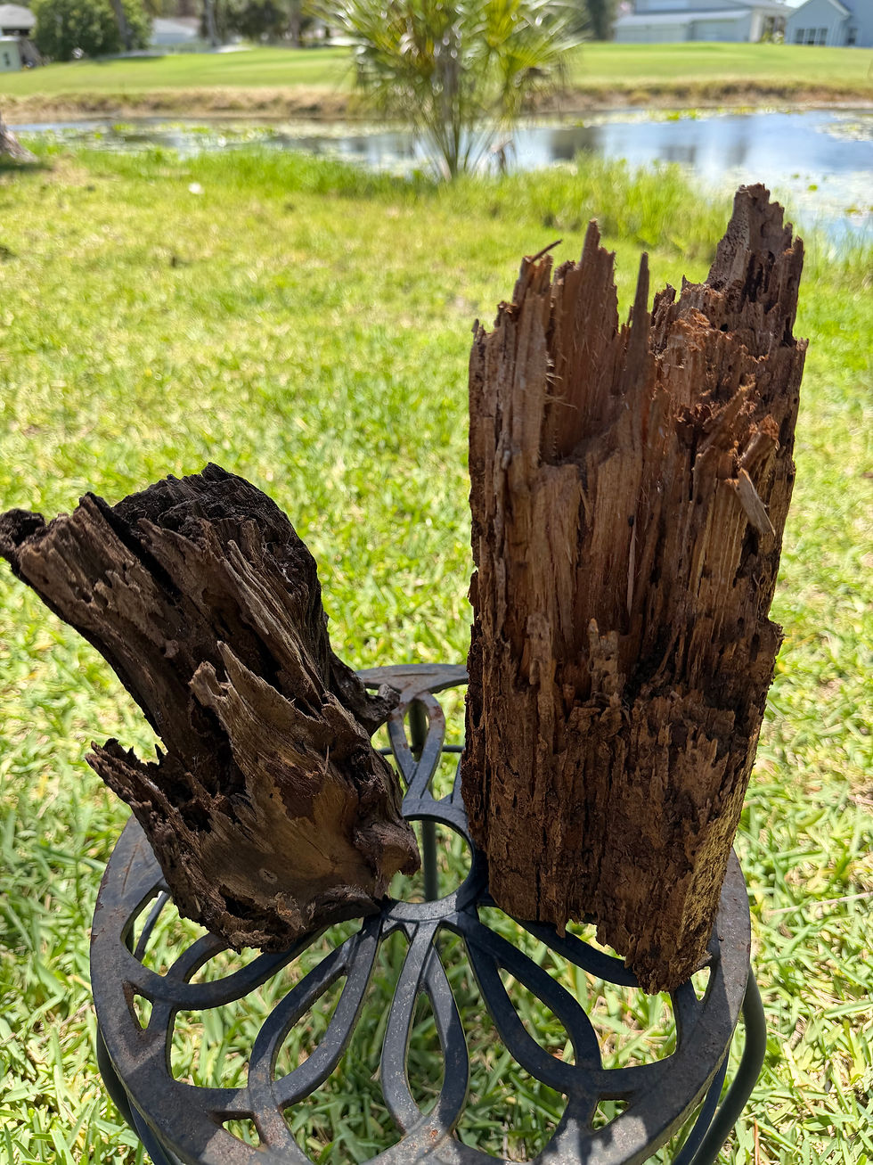 Thumbnail: Termite Ravaged Oak & Pine