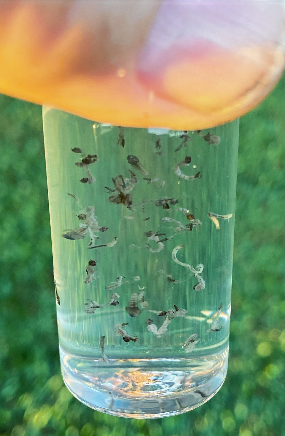 Thumbnail: Mosquito Larvae