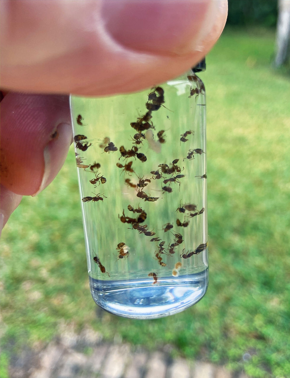 Thumbnail: Fire Ants