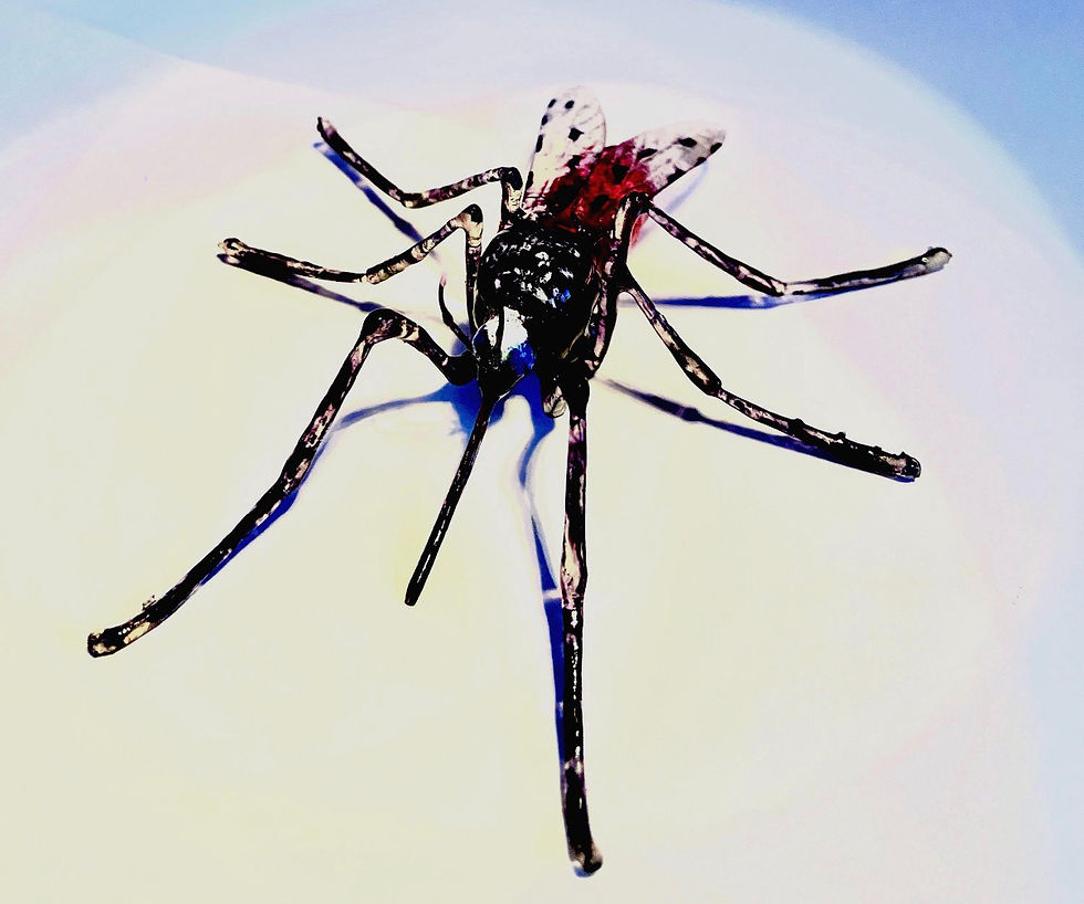 Thumbnail: Anopheles Mosquito 
