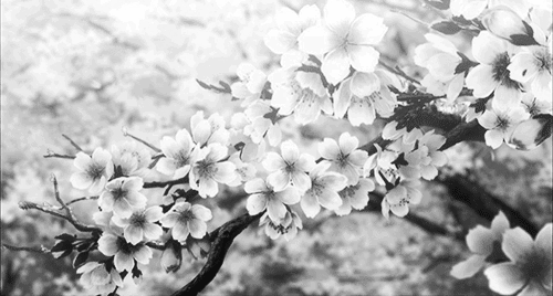 sakura.gif