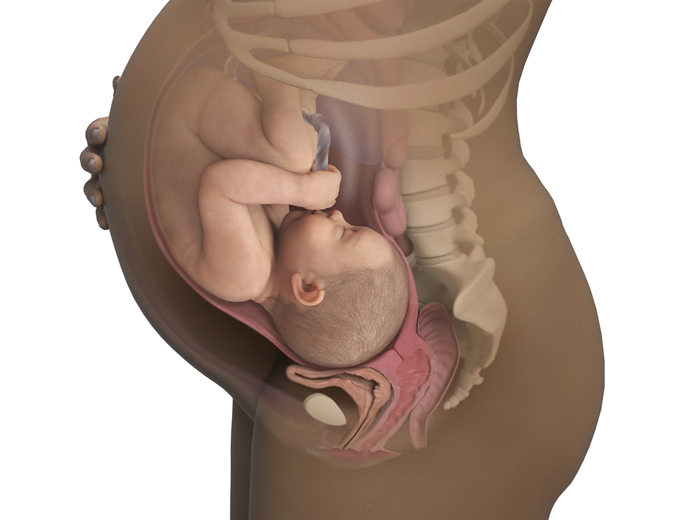 CONCEPTION BY PROPHETIC DECLARATION