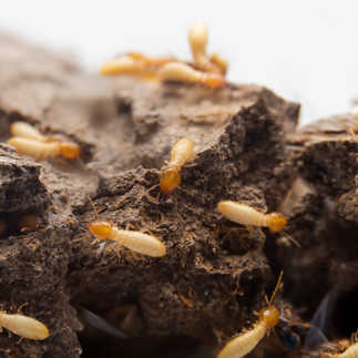 How much is pest control per month for small house service