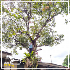 Efficient tree cutting in Selangor
