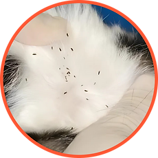 Mosquito control solutions for outdoor gardens and event spaces.