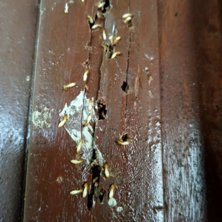 Pest control how many times a year should you book service