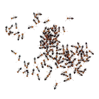 专业害虫防治人员在办公室角落进行喷洒作业