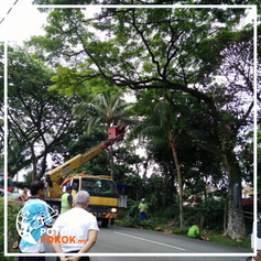Pembinaan landskap mesra alam: Tebang pokok untuk keceriaan semula jadi